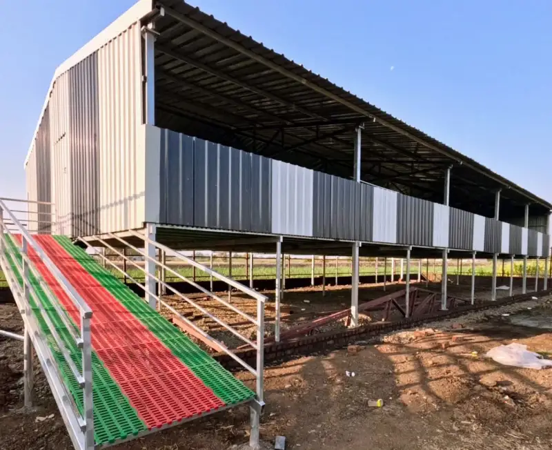 Elevated cattle shed with a green-and-red slatted floor loading ramp