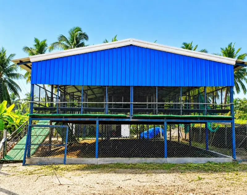 Blue elevated goat shed with mesh walls surrounded by coconut trees